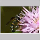 Conops strigatus - Dickkopffliege 01b Niedringhaussee.jpg